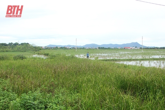 Giải bài toán bỏ ruộng hoang