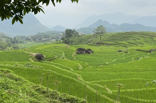 Quy định hạn mức giao đất nông nghiệp do tự khai hoang