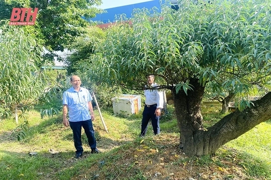 Xuân Du phát triển cây trồng lợi thế