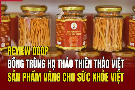 [REVIEW OCOP] Đông trùng hạ thảo Thiên Thảo Việt: Sản phẩm vàng cho sức khỏe Việt