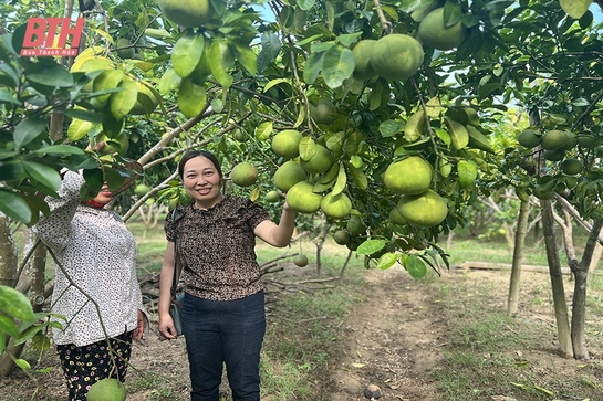 Mô hình trồng xen canh cây ăn quả với cây ngắn ngày