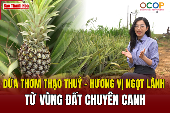 Dứa thơm Thạo Thuỷ - Hương vị ngọt lành từ vùng đất chuyên canh