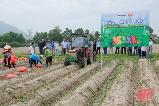 Đánh giá mô hình liên kết sản xuất giống khoai tây FL2215 chuyên phục vụ chế biến