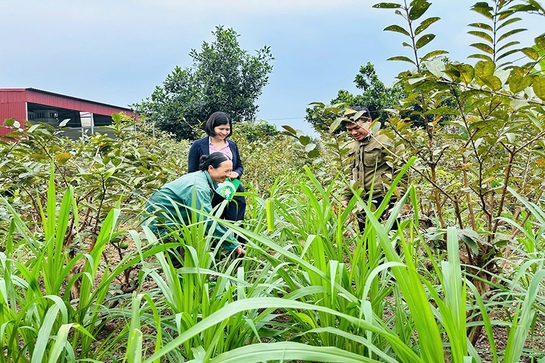 Vươn lên thoát nghèo nhờ nguồn vốn vay ưu đãi