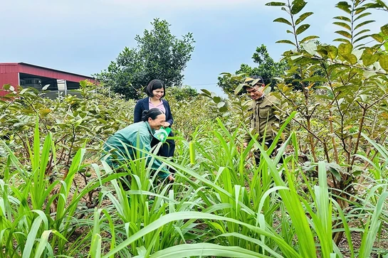 Vươn lên thoát nghèo nhờ nguồn vốn vay ưu đãi
