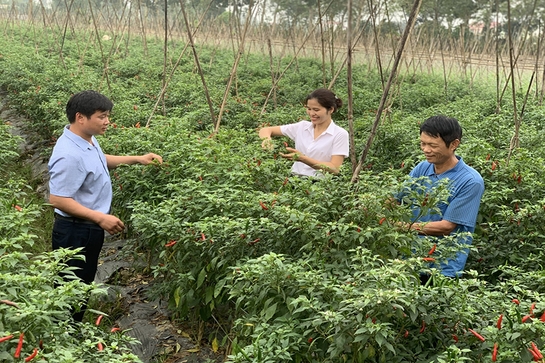 Góp phần khẳng định vai trò của HTX kiểu mới
