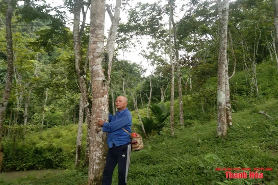 Rừng lát của lão nông trên đồi Chắp Chẵn