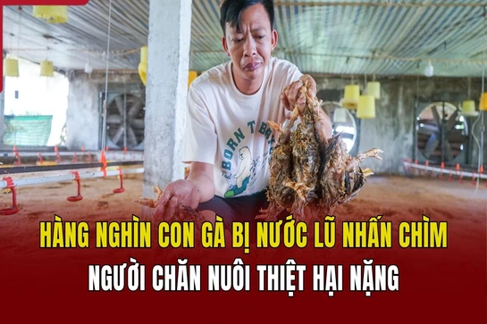 Sau bão số 3, hàng nghìn con gà bị nước lũ nhấn chìm, người chăn nuôi thiệt hại nặng