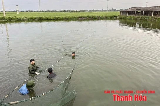 Chuyển đổi đất trồng lúa hiệu quả thấp sang cây trồng khác