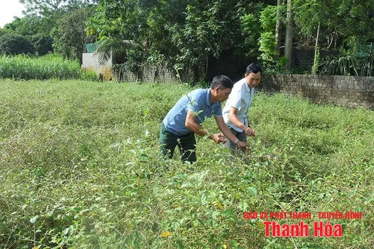 Phát triển cây dược liệu theo hướng bền vững
