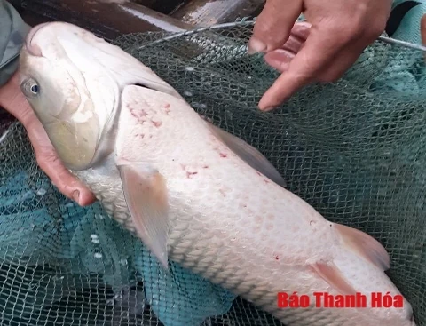 Vụ cá chết bất thường trên sông Mã:  Đình chỉ hoạt động một số cở sở sản xuất