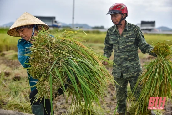 Nông dân Thanh Hóa gấp rút thu hoạch lúa tránh ảnh hưởng của bão số 5