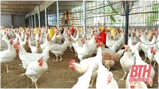 Lập nghiệp từ trang trại gà Ai Cập trắng