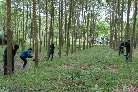 Công ty TNHH MTV Cao su Thanh Hóa đẩy mạnh khai thác, thu mua, chế biến mủ cao su