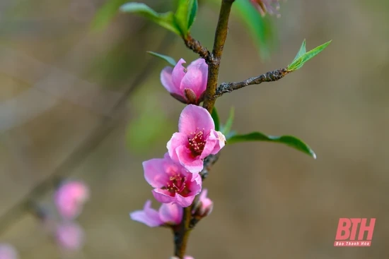 Đào Xuân Du “thay áo” đón… Tết