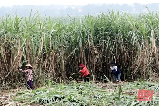 Toàn tỉnh thu hoạch được hơn 443.000 tấn mía nguyên liệu
