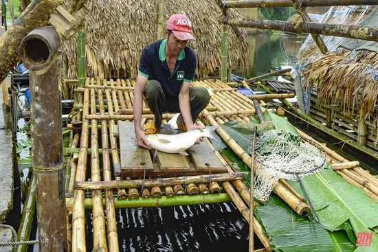 Người nuôi cá lồng ở Bá Thước vất vả cứu cá