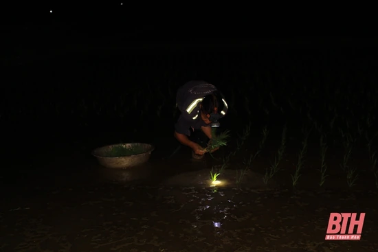 Nông dân Thanh Hóa chong đèn cấy lúa đêm