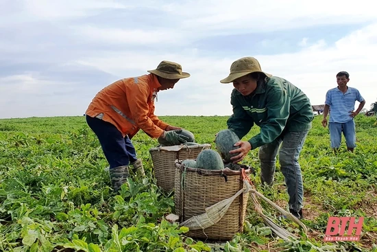 Cho phép sử dụng địa danh “Nga Sơn” để đăng ký nhãn hiệu tập thể “Dưa hấu Mai An Tiêm - Đặc sản Nga Sơn”