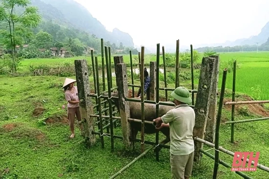 Huyện Cẩm Thuỷ cơ bản khống chế được dịch bệnh viêm da nổi cục trên trâu, bò