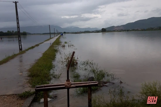 Hàng trăm ha lúa, rau màu ở huyện Nông Cống bị ảnh hưởng do mưa lớn