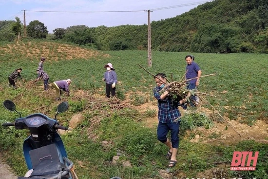 Huy động hơn 6.000 lượt người thực hiện các biện pháp phòng, trừ bệnh khảm lá virus hại sắn