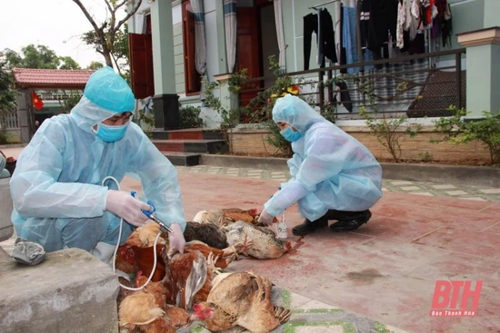 Thực hiện tiêm phòng vắc xin cúm gia cầm đợt 1 năm 2022 xong trước ngày 15-3