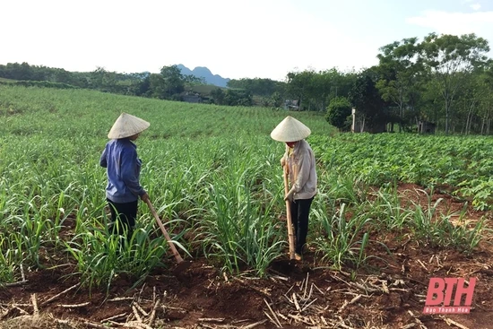 Toàn tỉnh thu hoạch được hơn  9.879  ha mía nguyên liệu