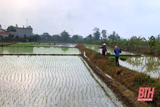 Huyện Hoằng Hóa phấn đấu gieo cấy 6.090 ha lúa vụ chiêm xuân