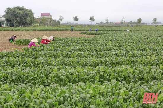 Trên cánh đồng liên kết sản xuất, tiêu thụ rau an toàn
