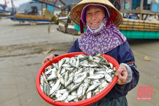 Ngư dân Thanh Hóa rộn ràng vào mùa cá trích