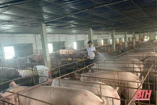 Giá lợn hơi giảm, người chăn nuôi gặp khó