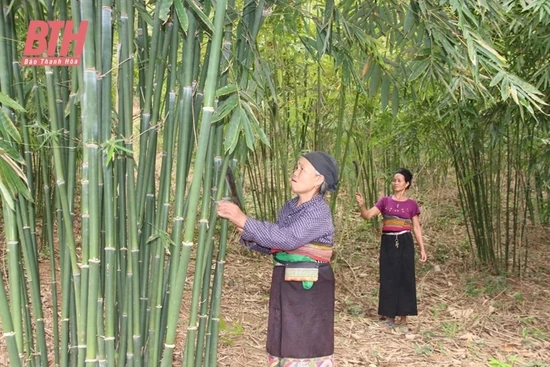 Phát triển vùng nguyên liệu phục vụ chế biến lâm sản