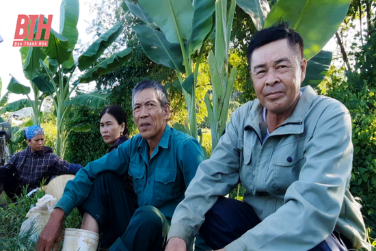 Cần sớm chi trả tiền thu mua rau má cho người dân làng cổ