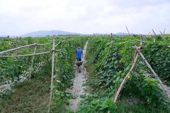 Điểm sáng trong sản xuất vụ đông