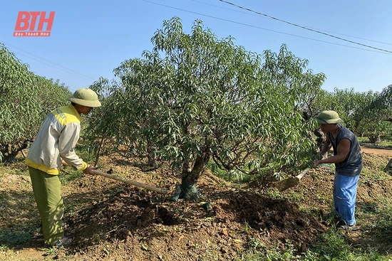 Đào, quất chuẩn bị cho thị trường tết