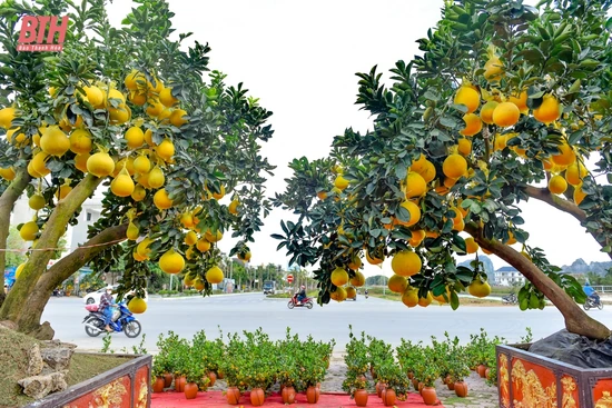 Bưởi “siêu quả”, quất mini xuống phố đón tết sớm