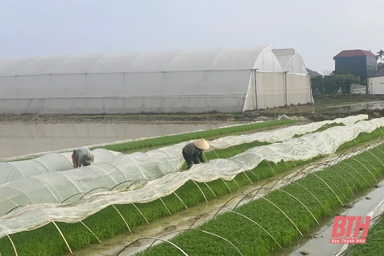 Chủ động phòng chống rét cho cây trồng, vật nuôi