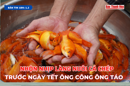 Bản tin 18h ngày 1/2:   Nhộn nhịp làng nuôi cá chép trước ngày Tết ông Công ông Táo
