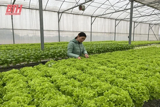 Những vùng chuyên rau sản xuất theo hướng an toàn