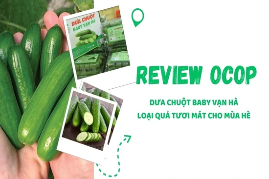 [REVIEW OCOP] Dưa chuột baby Vạn Hà - Loại quả tươi mát cho mùa hè
