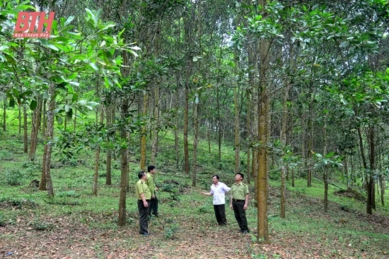 Trồng rừng phủ xanh đất trống gắn với phát triển kinh tế lâm nghiệp bền vững