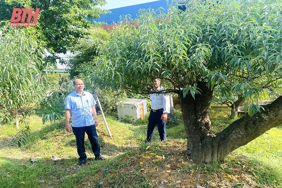 Xuân Du phát triển cây trồng lợi thế