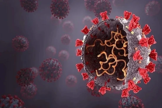 Phát hiện mới mở ra hy vọng trong cuộc chiến chống virus SARS‑CoV‑2