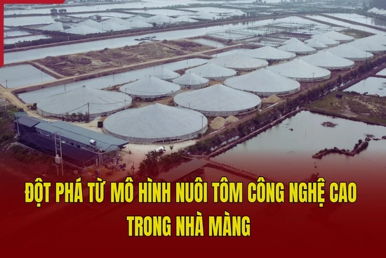 Đột phá từ mô hình nuôi tôm công nghệ cao trong nhà màng