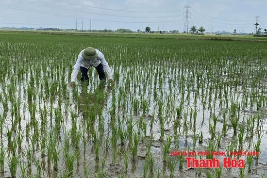 Xử lý rơm rạ bằng công nghệ vi sinh làm tăng độ phì nhiêu cho đất