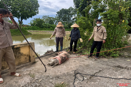 Nhiều xác lợn chết trôi trên kênh Bắc: Cần điều tra, xử lý nghiêm
