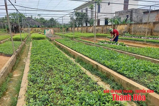 Giữ rừng phòng hộ đầu nguồn gắn với phát triển cây dược liệu