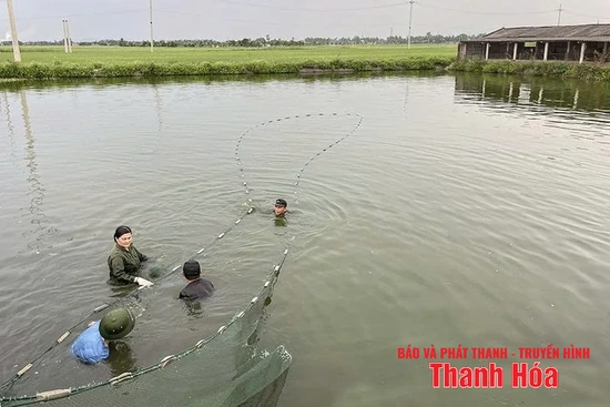 Chuyển đổi đất trồng lúa hiệu quả thấp sang cây trồng khác