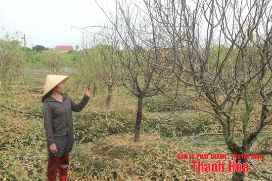 Nước mắt vùng đào